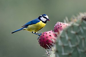 Herrerillo canario - Cyanistes teneriffae hedwigii (6864636091) .jpg