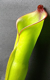 <i>Heliamphora purpurascens</i> species of plant