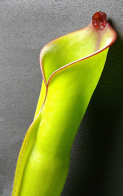 Heliamphora heterodoxa