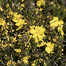 Hibbertia exutiacies.jpg