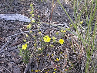 <i>Hibbertia obtusifolia</i> species of plant