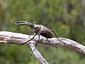 unidentified beetle (from Chile), which you identified as Lucanus cervus