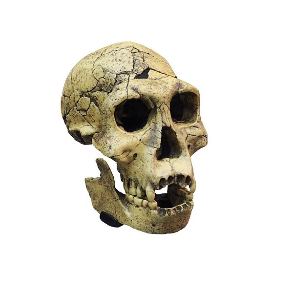 File:Homo georgicus-MGL 95212-P5030043-white.jpg