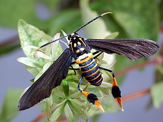 <i>Horama panthalon</i> Species of moth