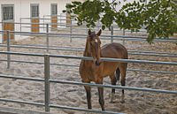 Horses are often confined to small paddocks to help reduce movement. Horse-Paddock.jpg