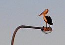 Pelican on a Houghton Highway light pole