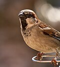 Thumbnail for File:House Sparrow on Feeder.jpg