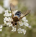 * Nomination Leucozona glaucia. --kallerna 10:04, 3 August 2009 (UTC) * Promotion good --Mbdortmund 11:02, 3 August 2009 (UTC)