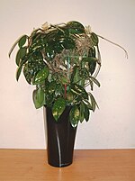 Hoya carnosa mlada rastlina.JPG