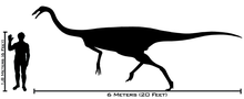 Dimensioni di G. bullatus, in confronto ad un uomo