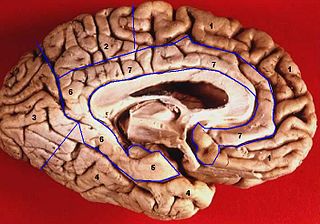 Limbic lobe area of the brain