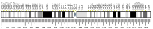 Human chromosome 1 ideogram.svg