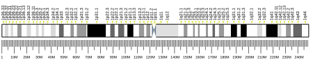 Tập_tin:Human_chromosome_1_ideogram.svg