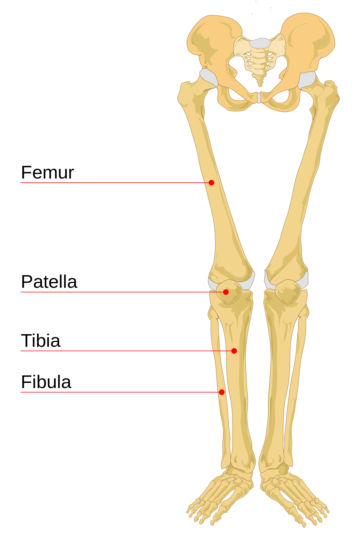 bone below knee cap