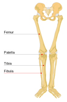 Human leg bones labeled Human leg bones labeled.svg