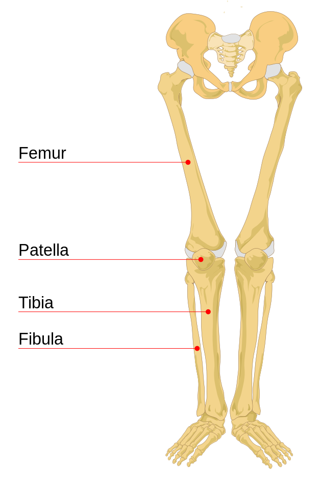 File Human Leg Bones Labeled Svg Wikipedia