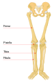 Human leg bones (in English)