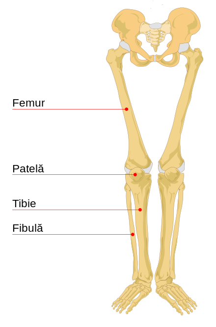 scheletul membrelor superioare