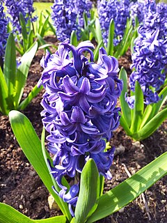 Hyacinth (plant) genus of plants