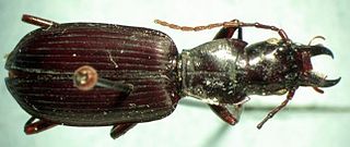 <i>Hybothecus</i> Genus of beetles