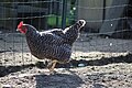 * Nomination chicken (Gallus gallus domesticus), Hybridhuhn--Nordenfan 18:07, 27 July 2015 (UTC) * Decline  Oppose bad lighting, the sun come from the wrong direction --Christian Ferrer 04:40, 28 July 2015 (UTC)