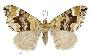 <i>Hydriomena purpurifera</i> Species of moth endemic to New Zealand