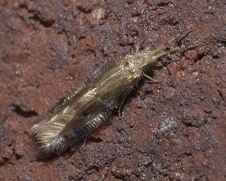 Hydroptilidae Family of caddisflies