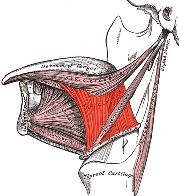 Hyoglossus