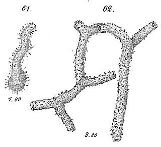 <i>Saccorhiza</i> (foraminifera) Genus of foraminifera