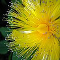 St John's Wort/Aaron's beard Hypericum calycinum