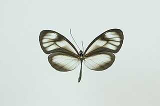 <i>Hypoleria sarepta</i> Species of butterfly
