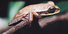 Descrizione dell'immagine Hypsiboas ericae.jpg.