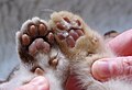 Kitten footpad