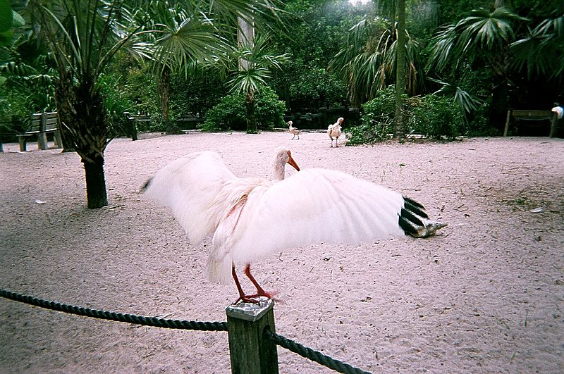 File:I Want to Fly - panoramio.jpg