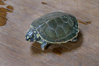 Six-tubercled Amazon River turtle