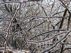 Ice Frozen on Tree