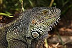 27 - Adult male iguana (Iguana iguana)