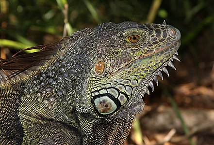 ♂ Iguana iguana (Green Iguana)