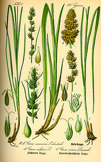 Illustration_Carex_vulpina0.jpg