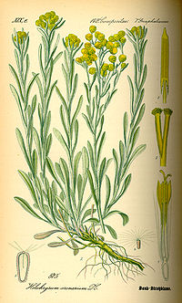 Illustration_Helichrysum_arenarium0.jpg