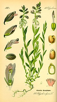 Illustration_Polygala_vulgaris0.jpg