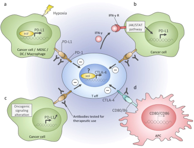 Immune checkpoint