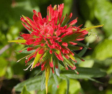 Castilleja applegatei