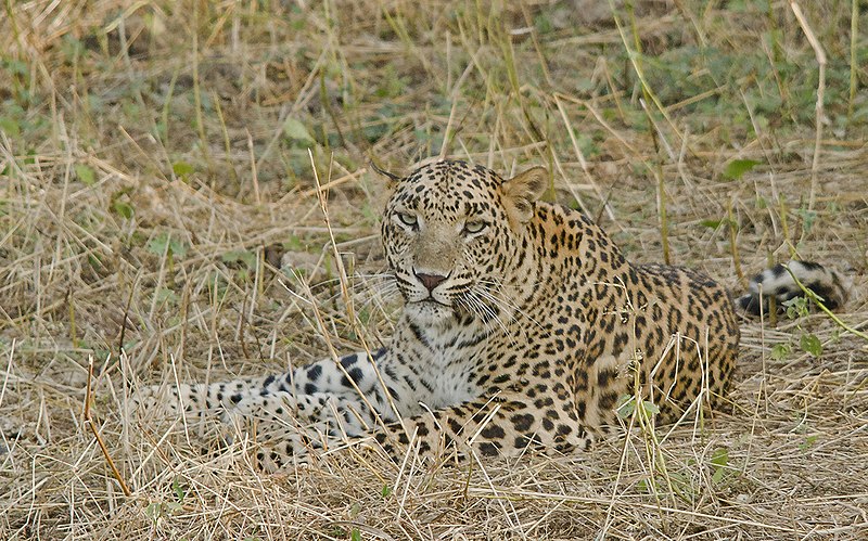 File:Indian Leopard at Gir 2.jpg