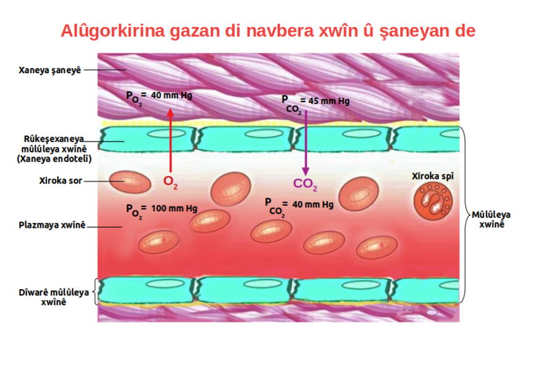 File:Internal respiration ku.png