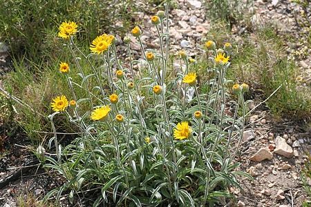 Inula montana general vue.JPG