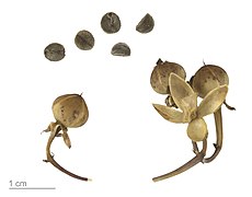 Ipomoea magnusiana, fruits and seeds, dried