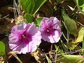 Flores da Ipomoea pes-caprae numa praia da Ilha de Reunião