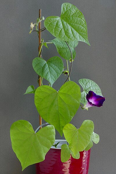 File:Ipomoea purpurea Ultraviolet20230527 20141.jpg