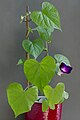 * Nomination Flowering Ipomoea purpurea 'Ultraviolet'. --Bff 11:45, 21 March 2024 (UTC) * Promotion  Support Good quality. --Plozessor 05:04, 22 March 2024 (UTC)